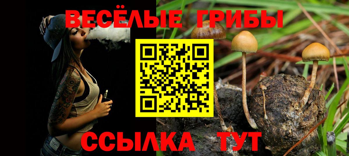 Псилоцибиновые грибы Cubensis Чусовой